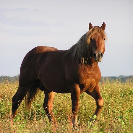 Гостьовий будинок Rural Tourism Family Ravlic Muzilovcica Екстер'єр фото