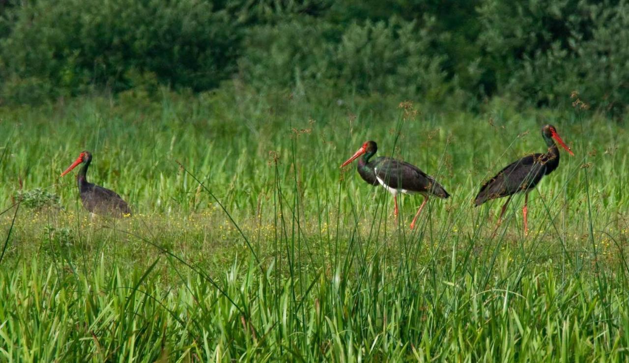 Гостьовий будинок Rural Tourism Family Ravlic Muzilovcica Екстер'єр фото