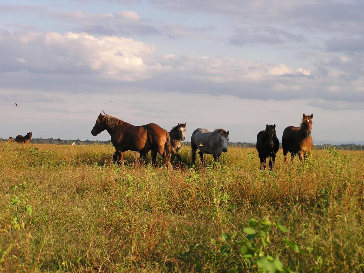 Гостьовий будинок Rural Tourism Family Ravlic Muzilovcica Екстер'єр фото