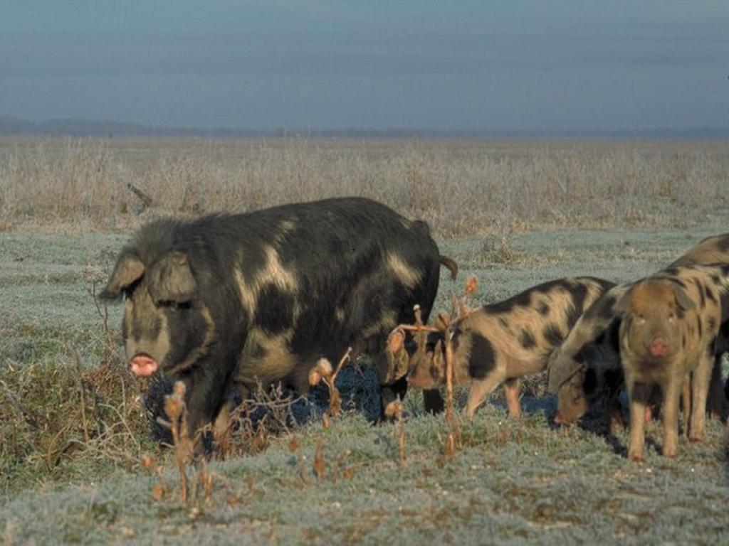 Гостьовий будинок Rural Tourism Family Ravlic Muzilovcica Екстер'єр фото